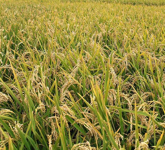 龍粳26-水稻種子-墾豐種業(yè)