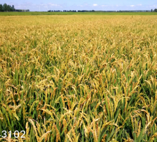 墾稻33-水稻種子-墾豐種業(yè)