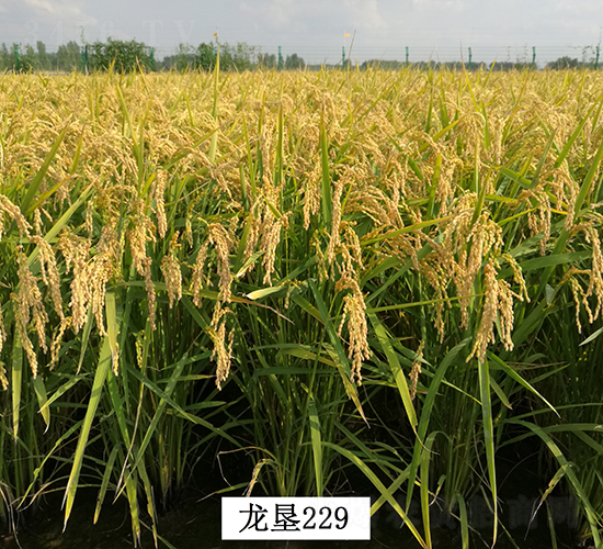 龍墾229-水稻種子-墾豐種業(yè)