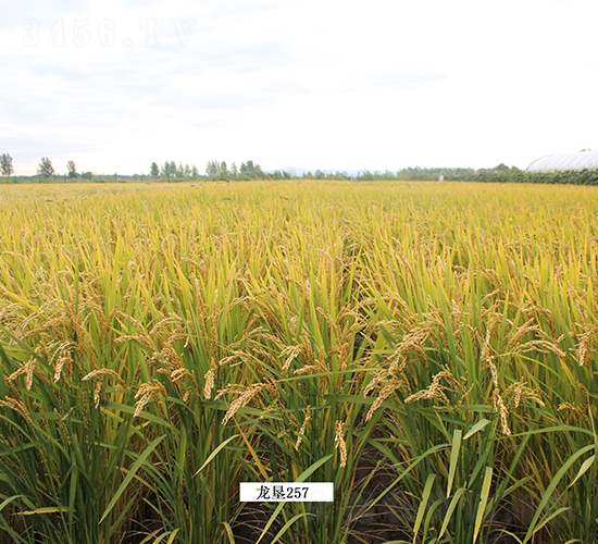龍墾257-水稻種子-墾豐種業(yè)