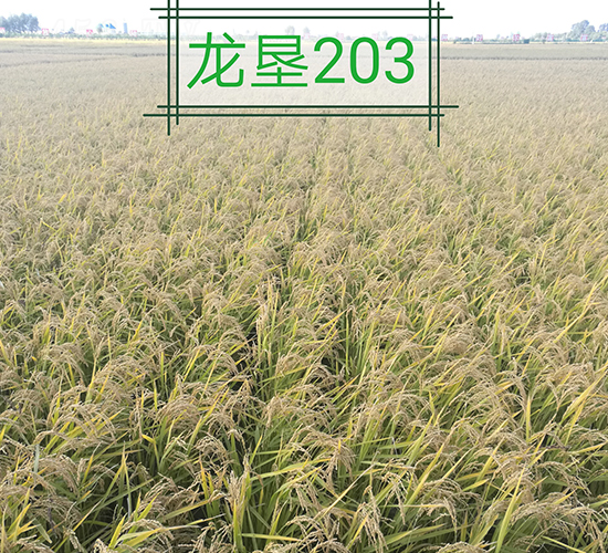 ����203-ˮ���N��-���S�N�I(y��)