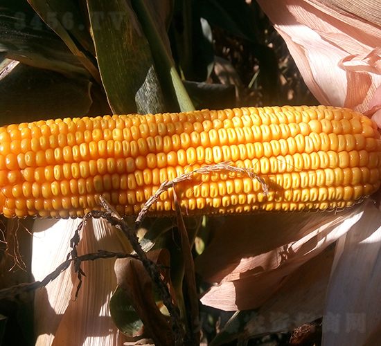 龍墾10號(hào)-玉米種子-墾豐種業(yè)