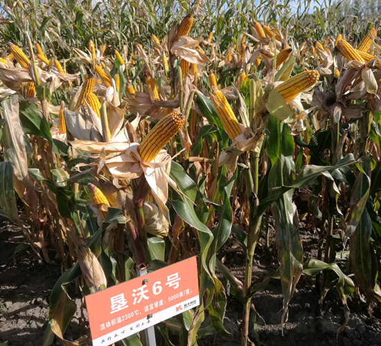 ����6̖(h��o)-���׷N��-���S�N�I(y��)