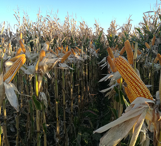 ����5̖-���׷N��-���S�N�I(y��)