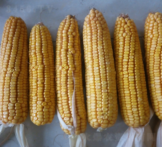 墾沃3號(hào)-玉米種子-墾豐種業(yè)