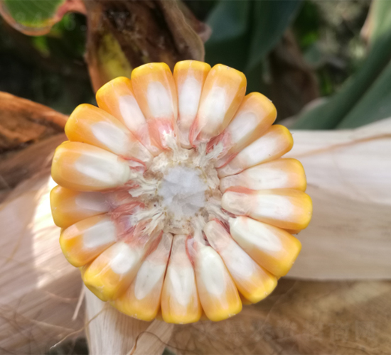 德美亞4號(hào)-玉米種子-墾豐種業(yè)