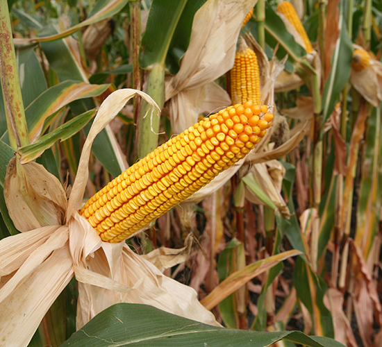 德美亞3號(hào)-玉米種子-墾豐種業(yè)