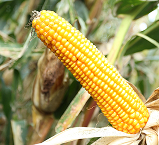 德美亞1號-玉米種子-墾豐種業(yè)