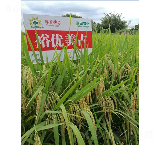 裕優(yōu)美占-水稻種子-鮮美種苗