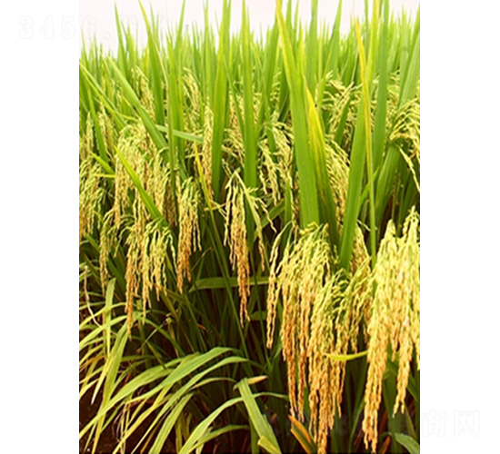 裕優(yōu)9611-水稻種子-鮮美種苗