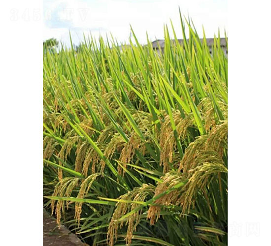 甬優(yōu)4550-水稻種子-鮮美種苗