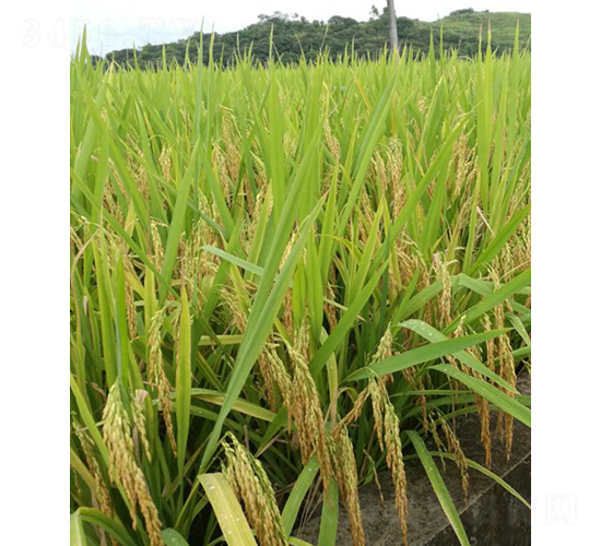 �ك�(y��u)�Sռ-ˮ���N��-�r���N��