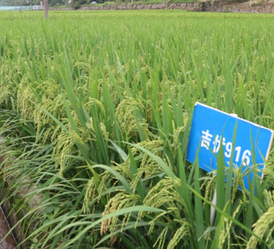吉優(yōu)916-水稻種子-鮮美種苗