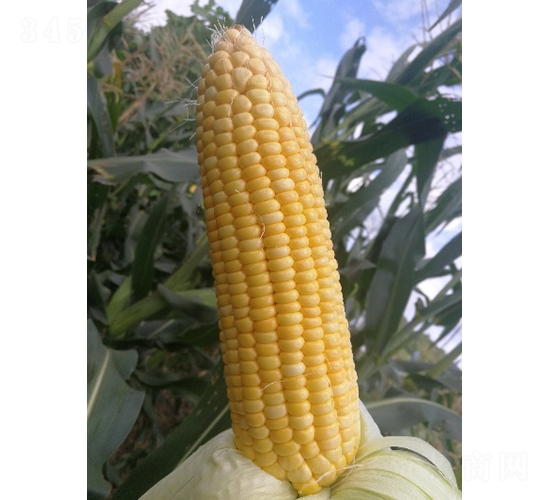 ������814-���׷N��-�r���N��