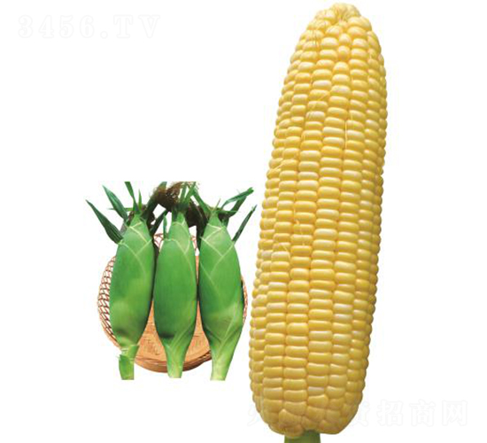 ������809-���׷N��-�r���N��