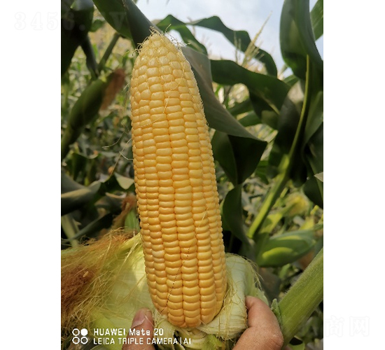 新美甜658-玉米種子-鮮美種苗