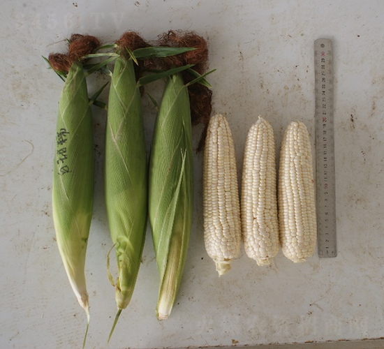 新美白甜糯-玉米種子-鮮美種苗