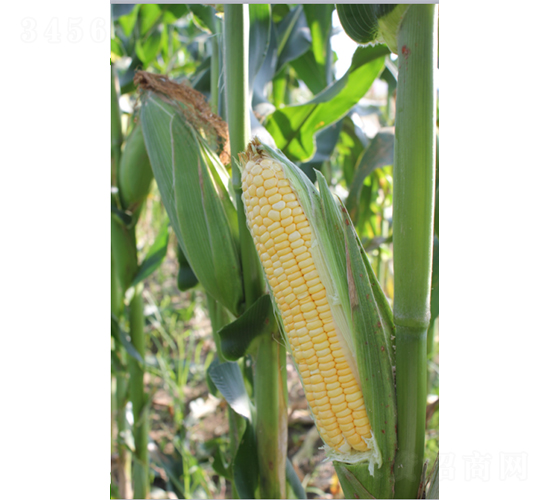 夏蜜甜玉米-玉米種子-鮮美種苗