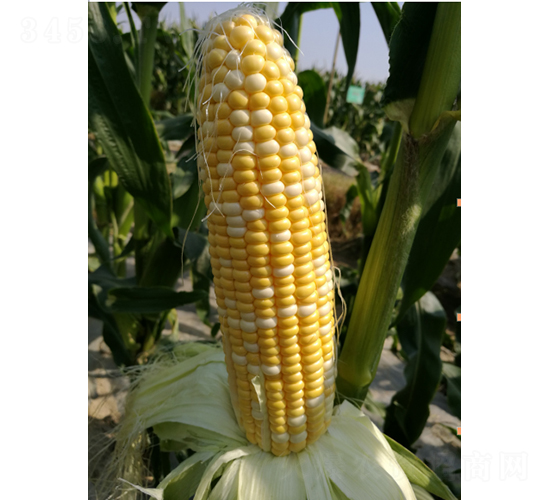 雙子星甜玉米-玉米種子-鮮美種苗