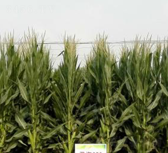 登海652-玉米種子-登海種業(yè)