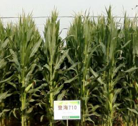 登海710-玉米種子-登海種業(yè)