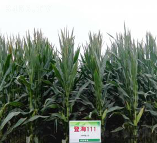 �Ǻ�111-���׷N��-�Ǻ��N�I(y��)