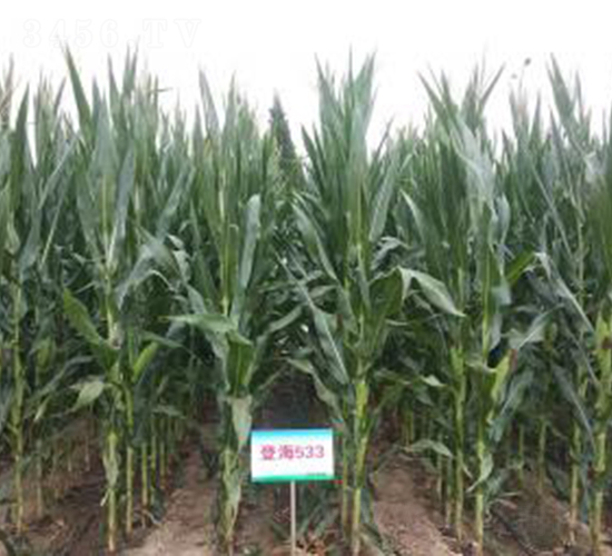 登海533-玉米種子-登海種業(yè)