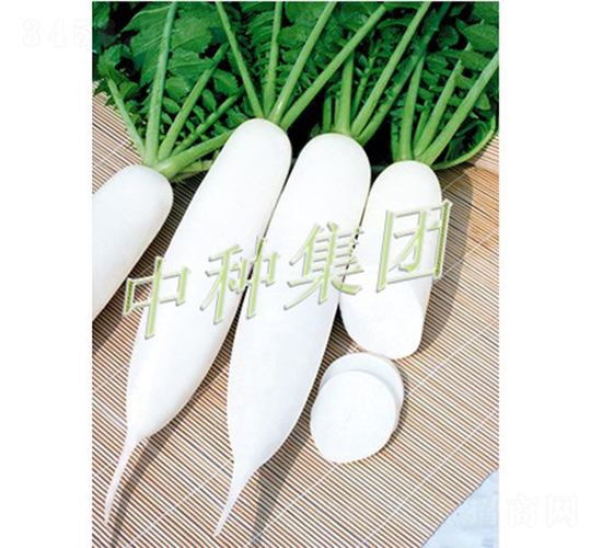 長(zhǎng)城1號(hào)-蘿卜種子-中種集團(tuán)