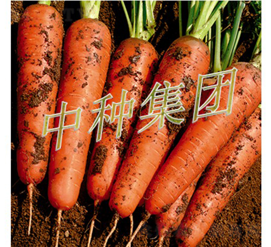 中種989-胡蘿卜種子-中種集團