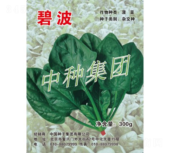 碧波-菠菜種子-中種集團(tuán)