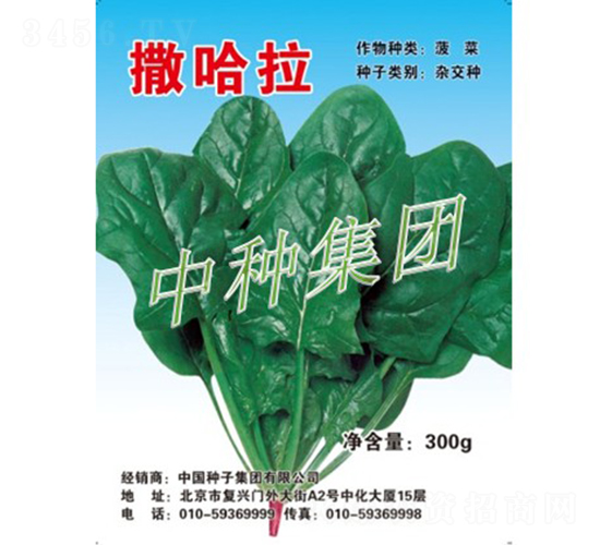 撒哈拉-菠菜種子-中種集團(tuán)