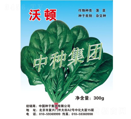 沃頓-菠菜種子-中種集團(tuán)