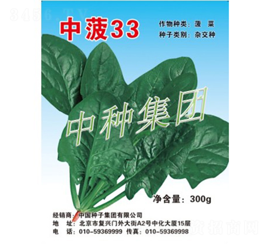 中菠33-菠菜種子-中種集團(tuán)