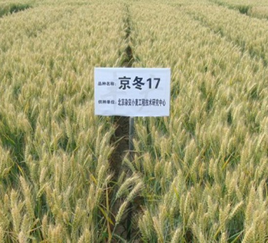 ����17̖(h��o)-С���N��-�зN���F(tu��n)