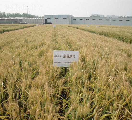 ����9̖-С���N��-�зN���F