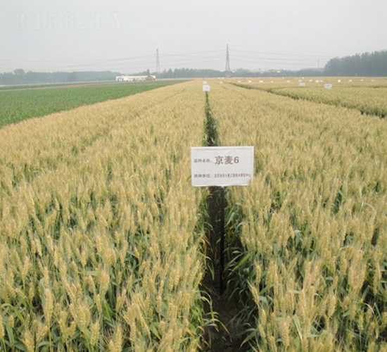 ����6̖(h��o)-С���N��-�зN���F(tu��n)