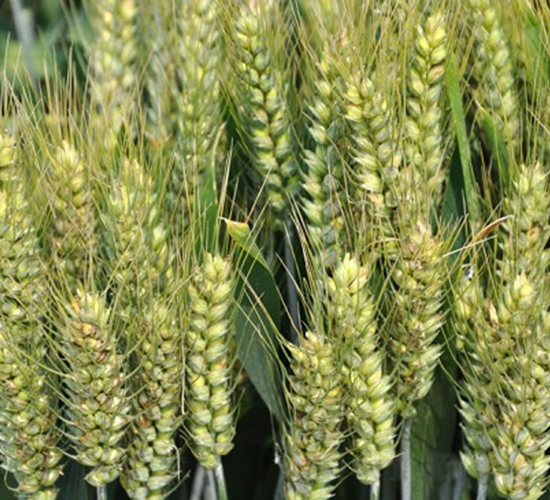 �S��718-С���N��-�зN���F