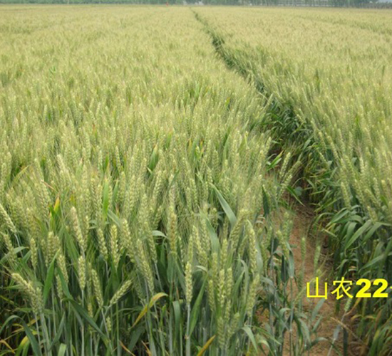 ɽ�r(n��ng)22̖(h��o)-С���N��-�зN���F(tu��n)