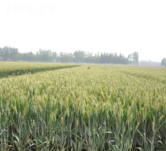 ����895-С���N��-�зN���F