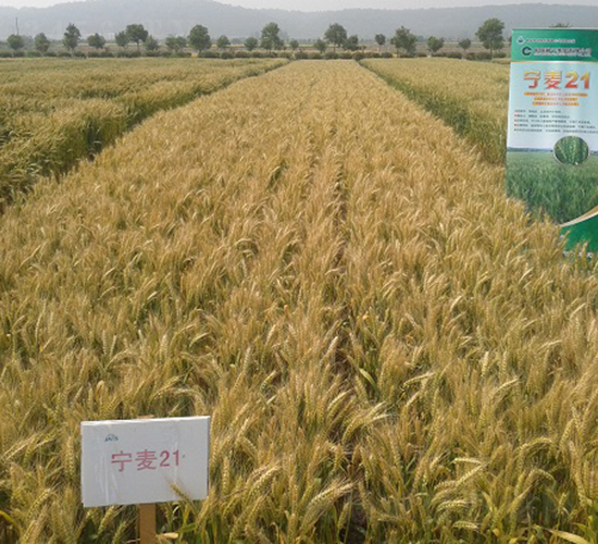 寧麥21-小麥種子-中種集團(tuán)