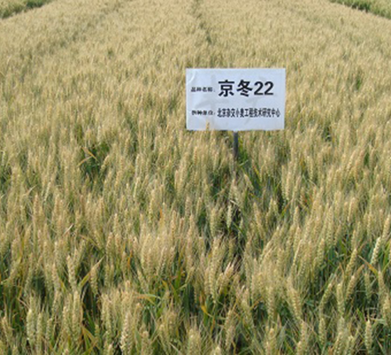 京冬22-小麥種子-中種集團