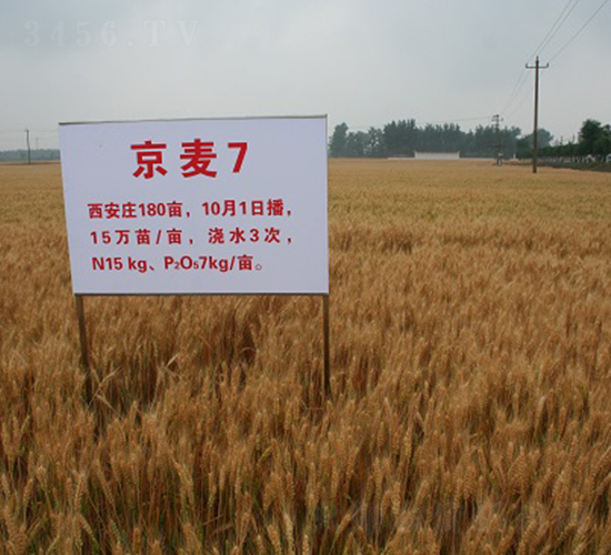 ����7̖-С���N��-�зN���F