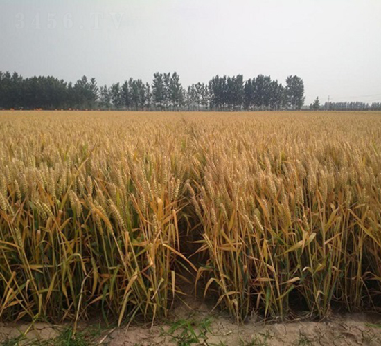 ���r(n��ng)418-С���N��-�зN���F(tu��n)