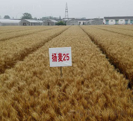 �P��25-С���N��-�зN���F