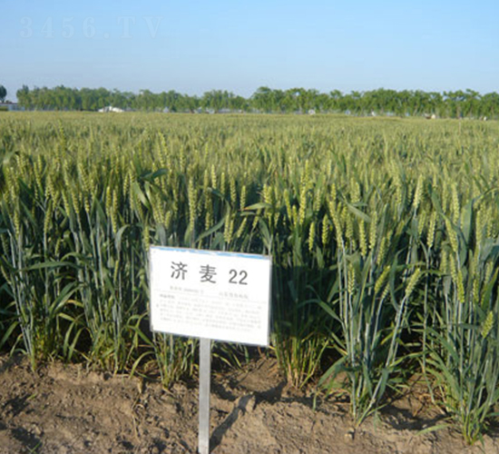 ��(j��)��22-С���N��-�зN���F(tu��n)