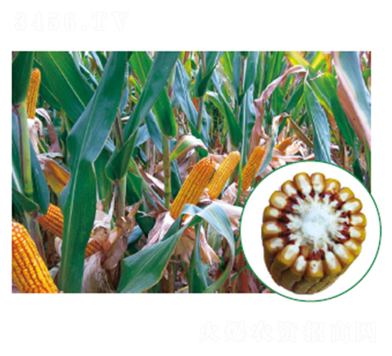 �L��706-���׷N��-�зN���F