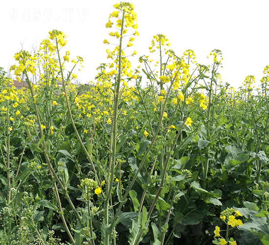 ����5103-�Ͳ˷N��-���r(n��ng)�l(f��)