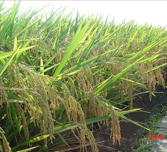 ��(y��u)629-ˮ���N��-�зN���F