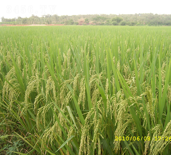 �ȃ�(y��u)629-ˮ���N��-�зN���F(tu��n)