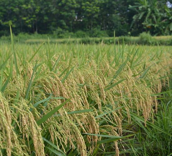 �����Ƀ�(y��u)1031-ˮ���N��-�зN���F